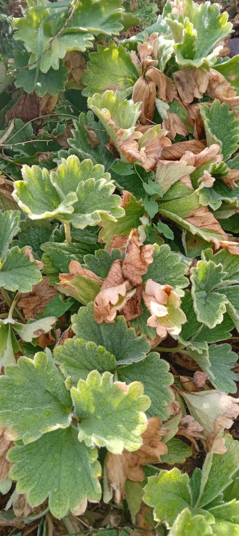 Potentilla megalantha habit