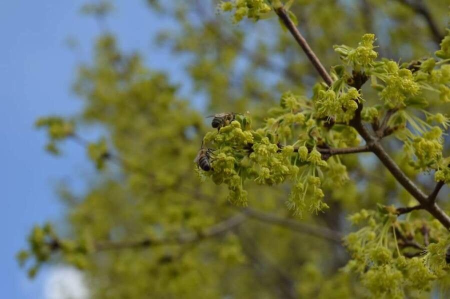Acer monspessulanum flower
