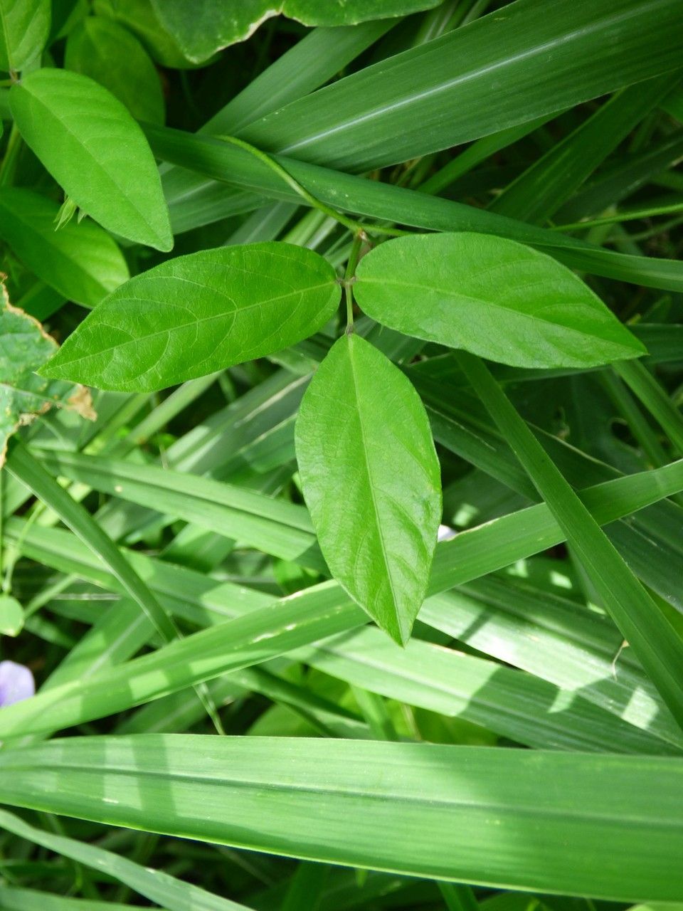 Centrosema virginianum leaf