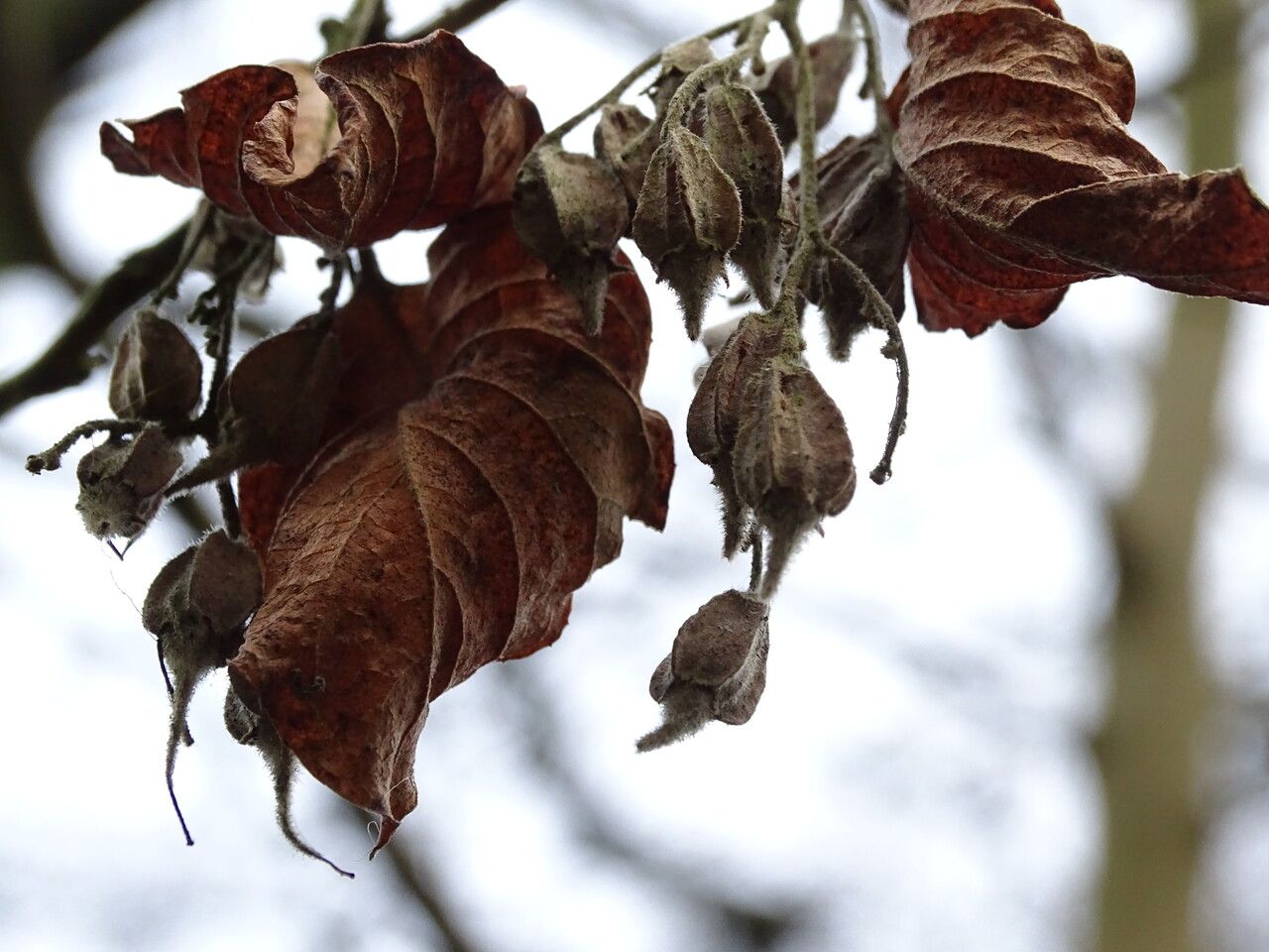Pterostyrax corymbosus — related species from the same genus