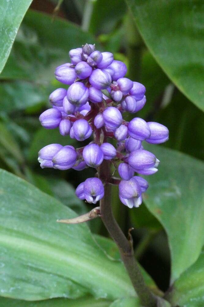 Dichorisandra thyrsiflora flower