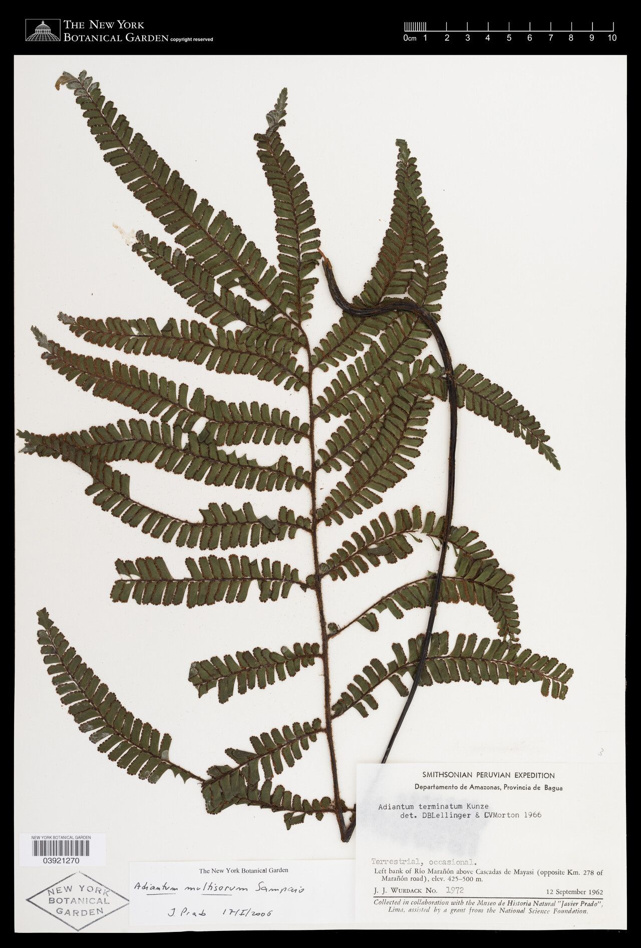 Adiantum multisorum — houseplant care guide