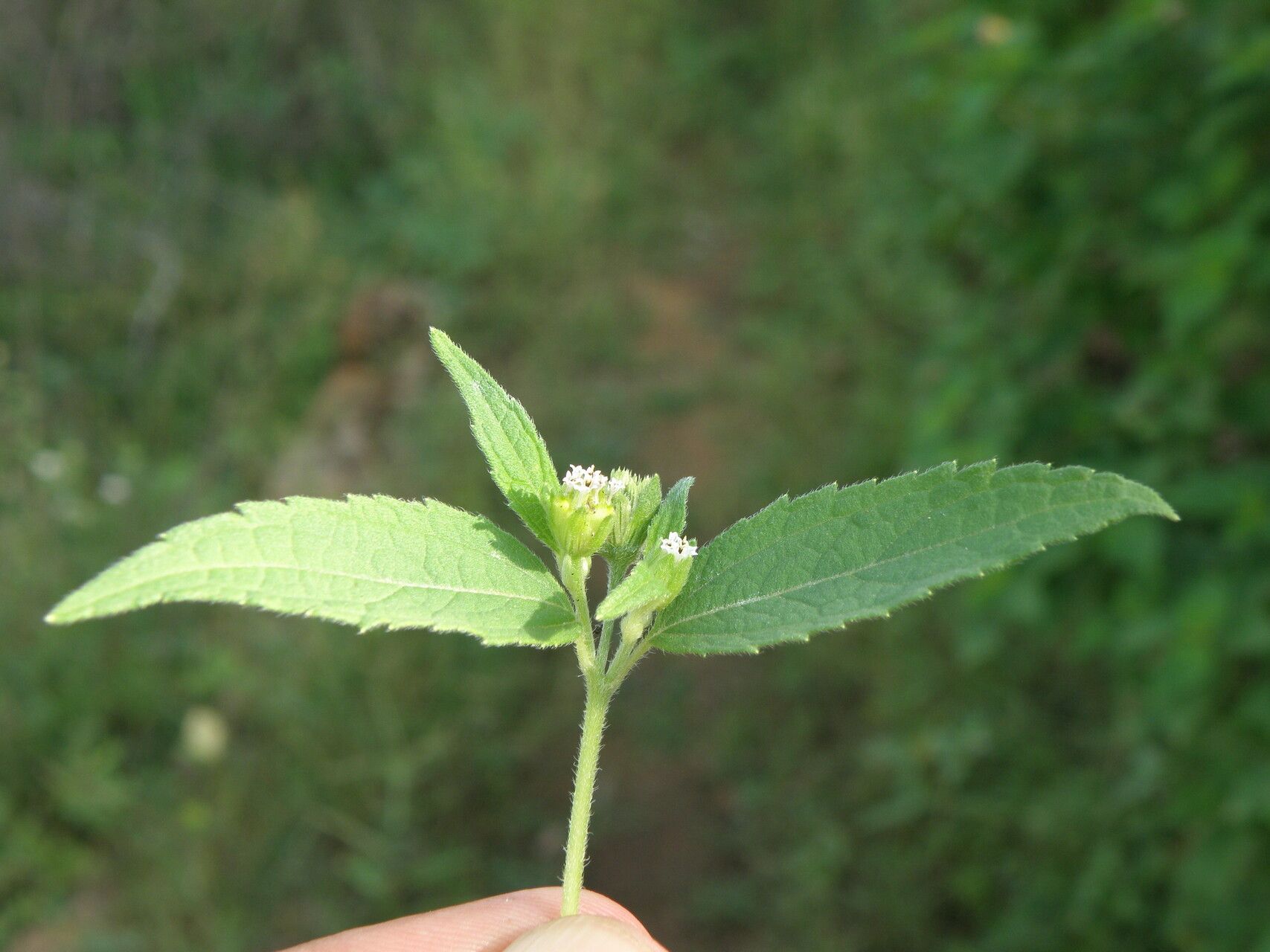Blainvillea acmella flower