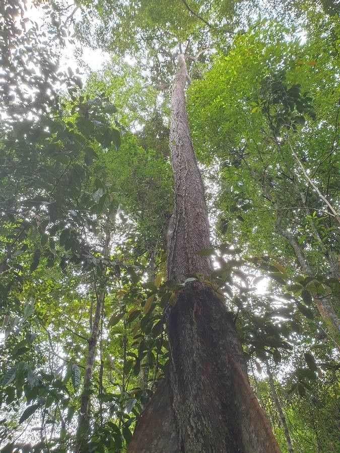 Hopea griffithii habit