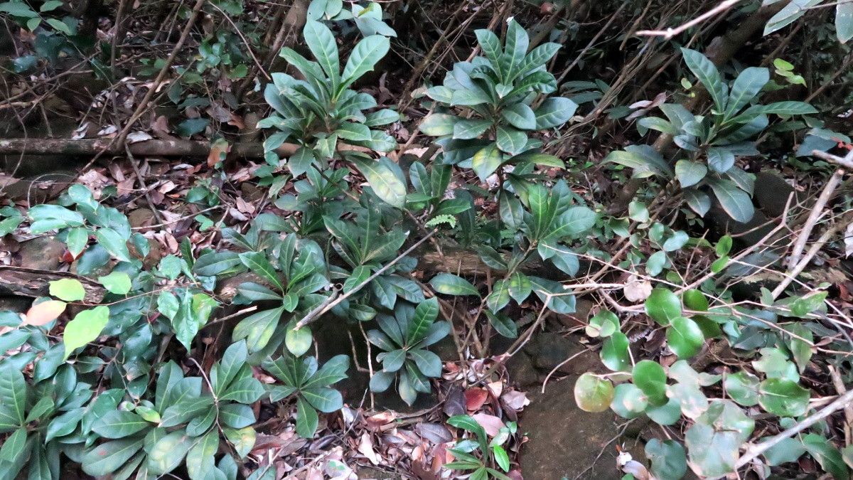 Oxera pancheri habit
