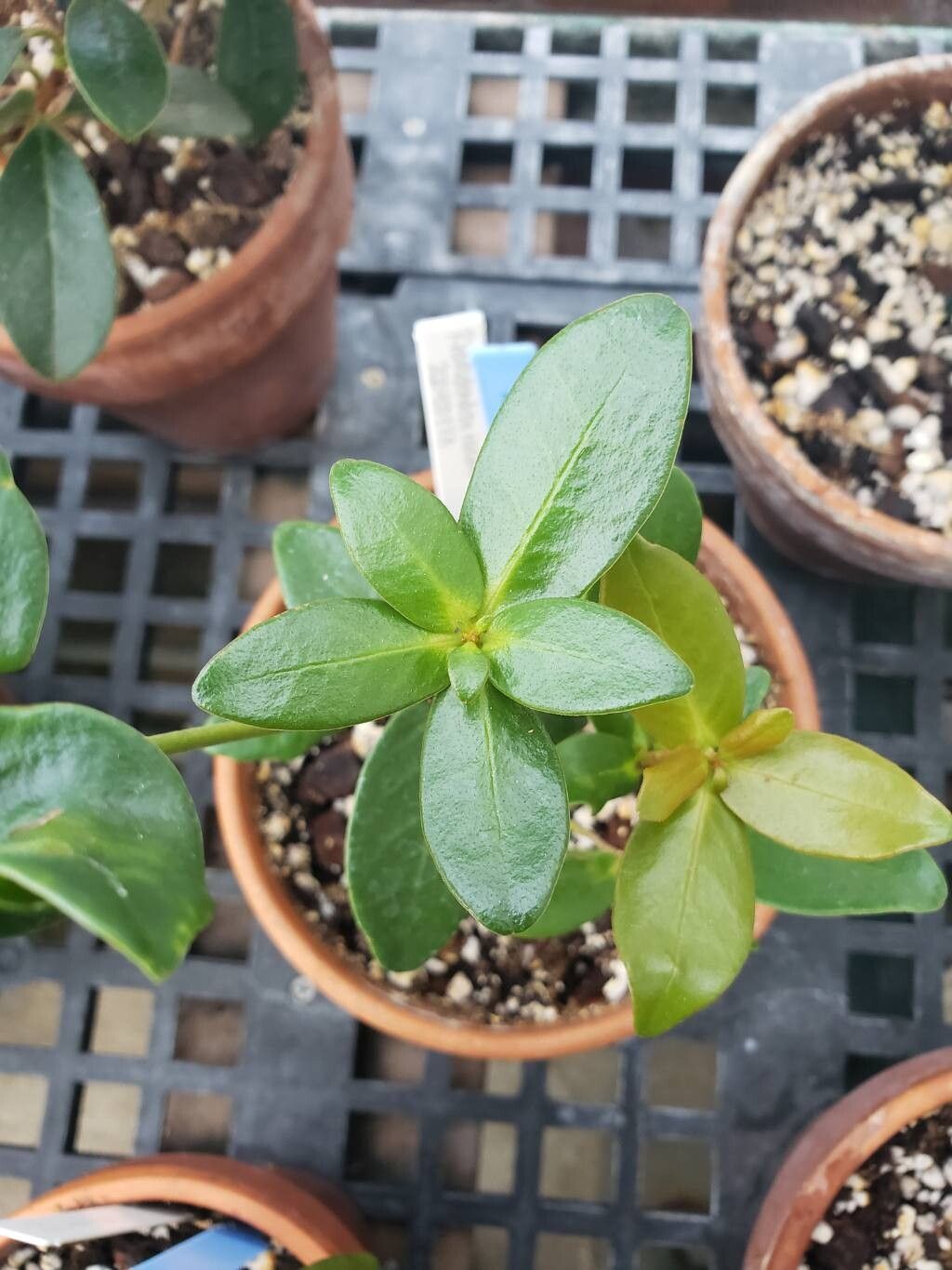 Rhododendron radians — houseplant care guide