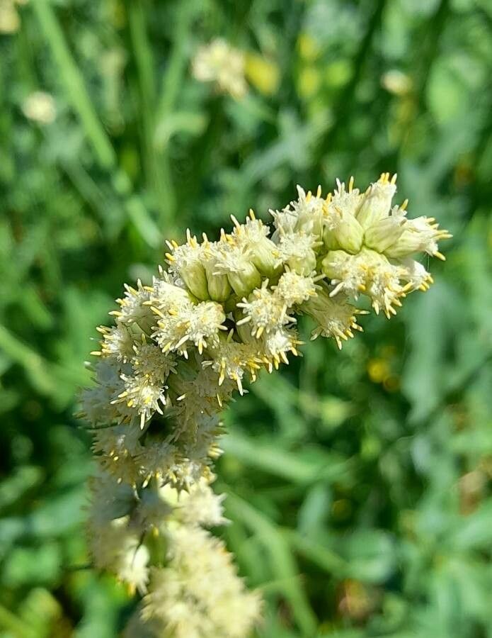 Baccharis phyteumoides flower