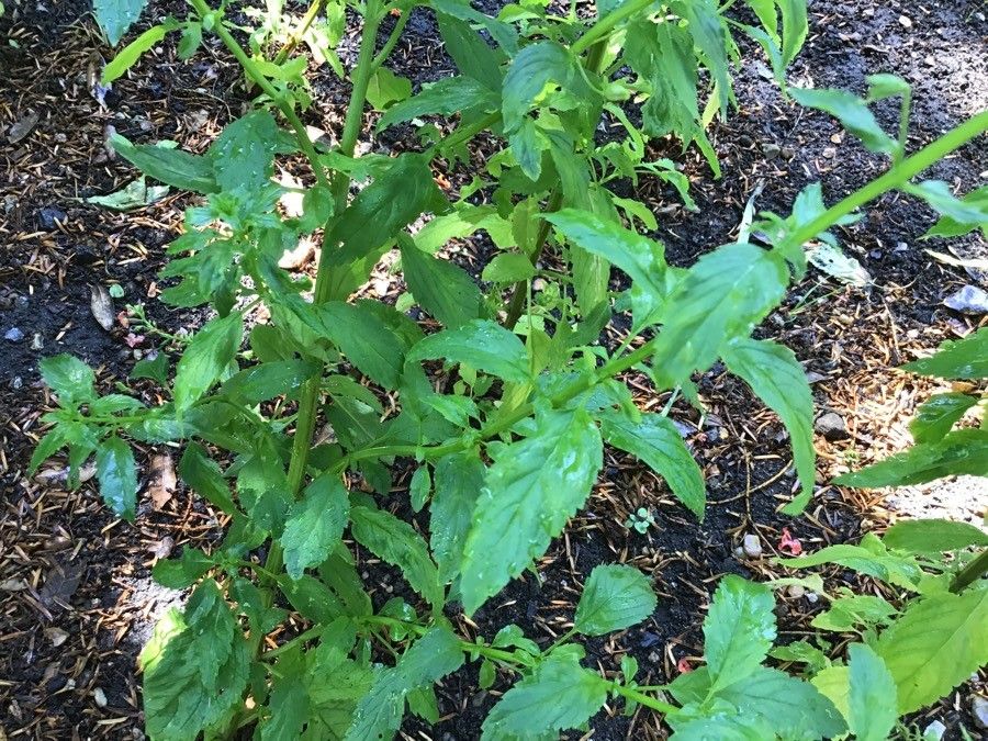 Alonsoa meridionalis — search result for 'Scrophulariaceae'