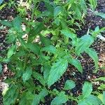 Alonsoa meridionalis