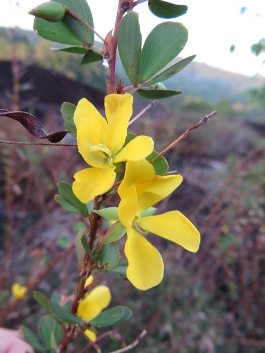 Chamaecrista diphylla flower