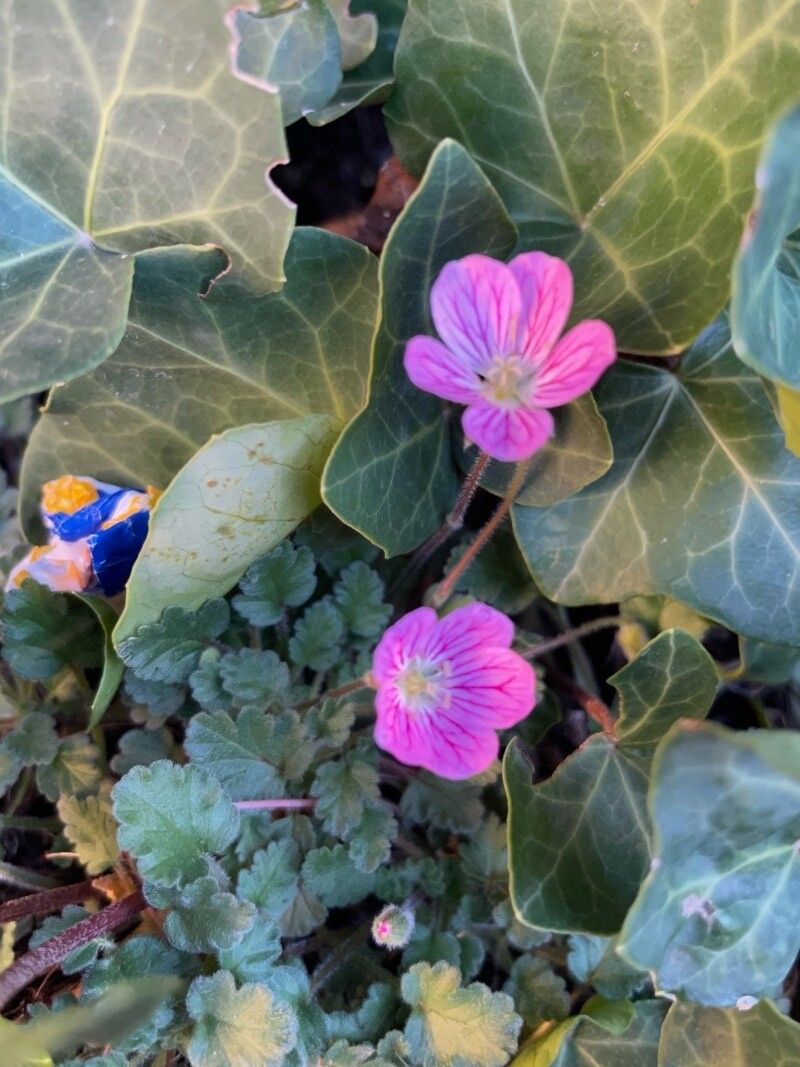 Erodium boissieri flower