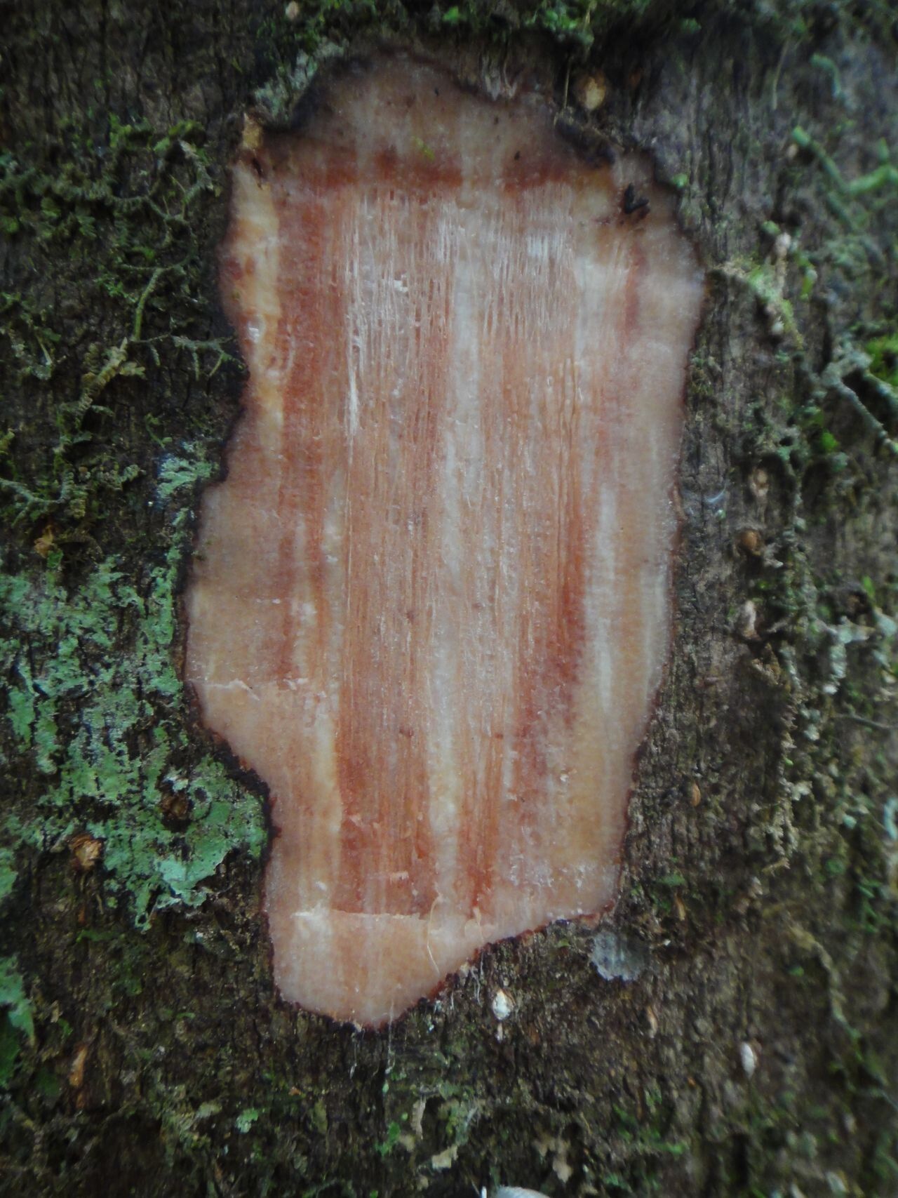 Barringtonia longifolia bark
