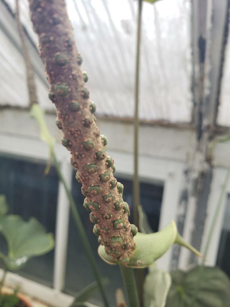 Anthurium clarinervium fruit