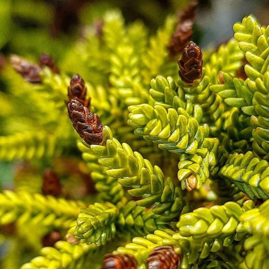 Dacrydium balansae — related species from the same genus