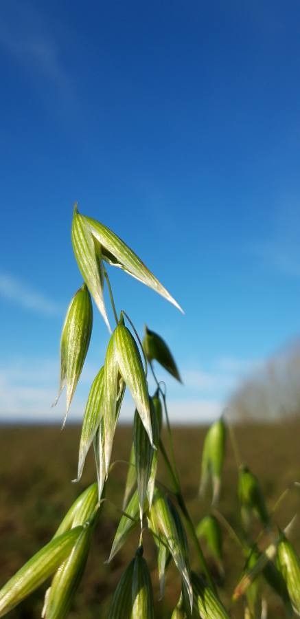 Festuca lemanii — search result for 'Festuca'