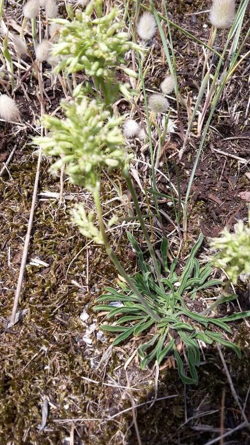 Silene borysthenica — houseplant care guide