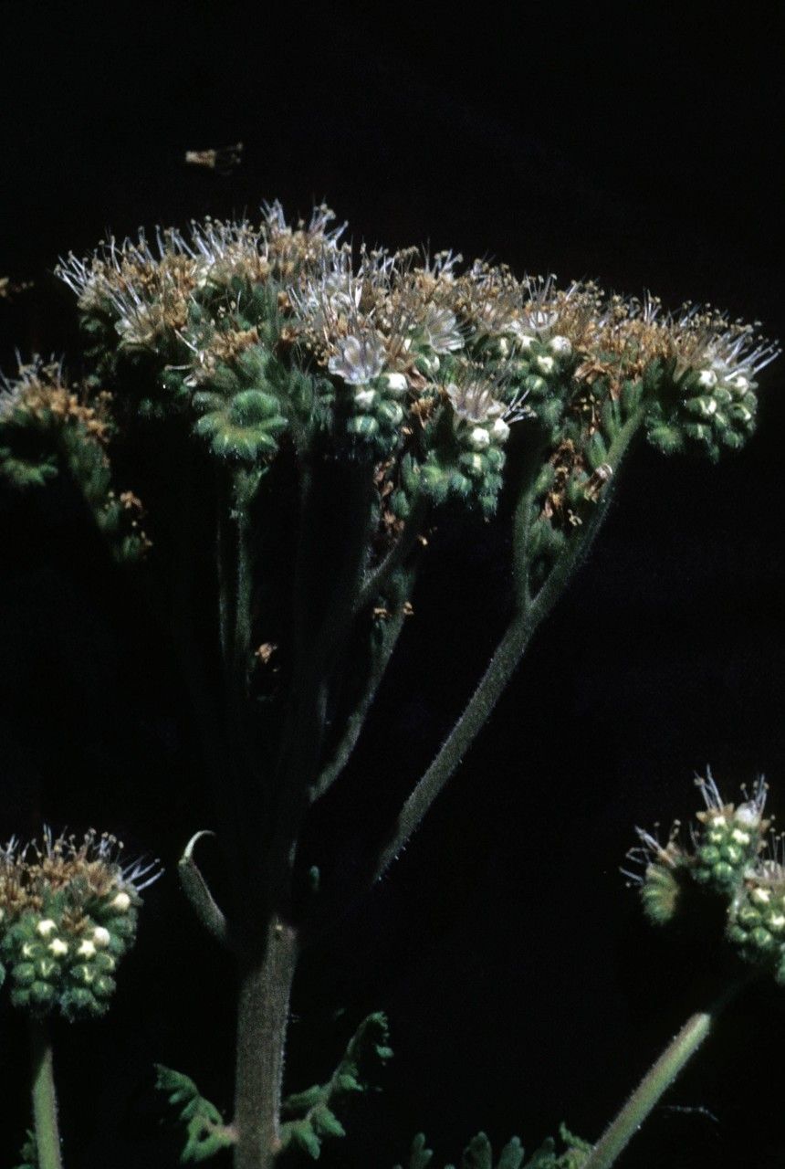 Phacelia neomexicana flower