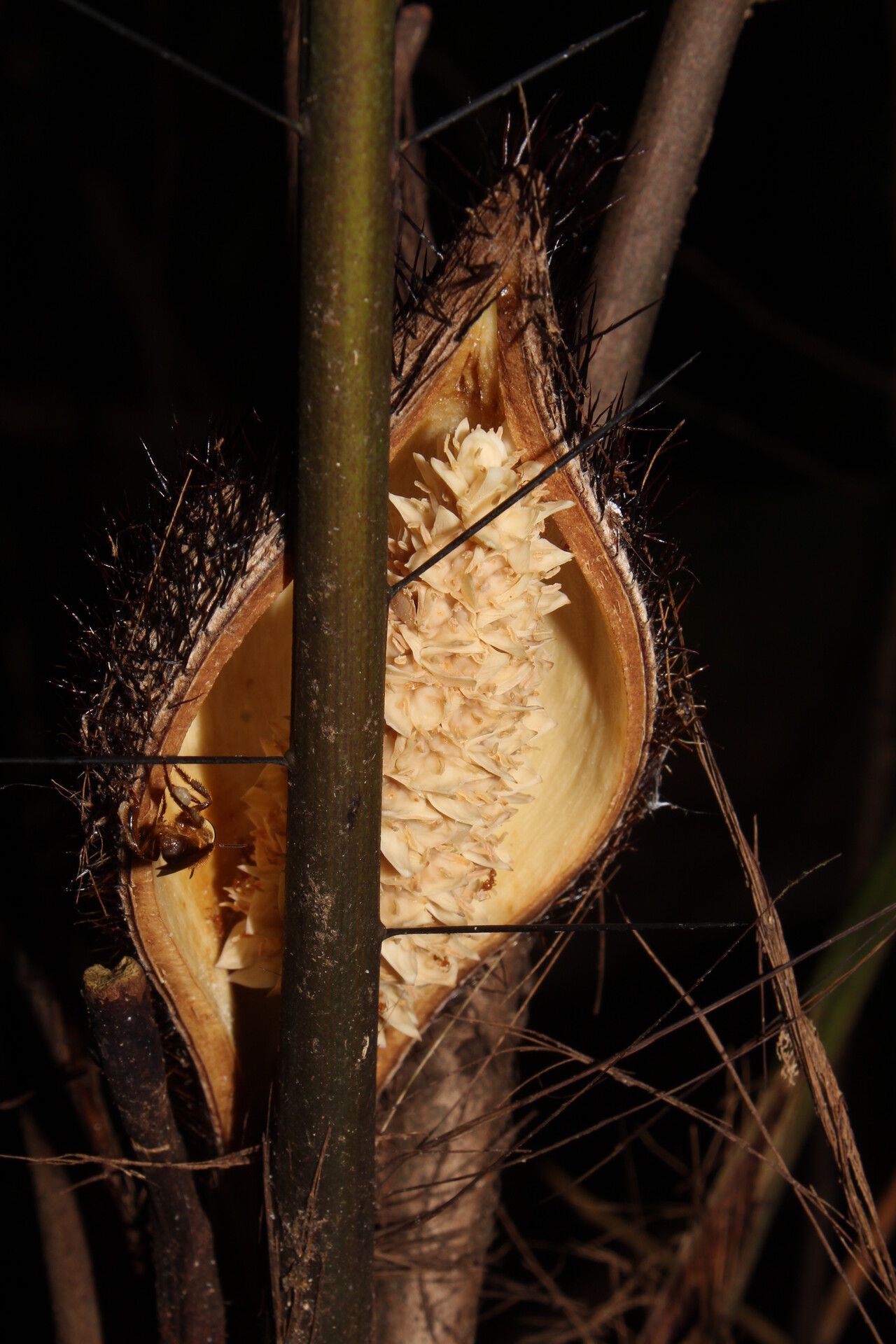 Bactris gastoniana bark