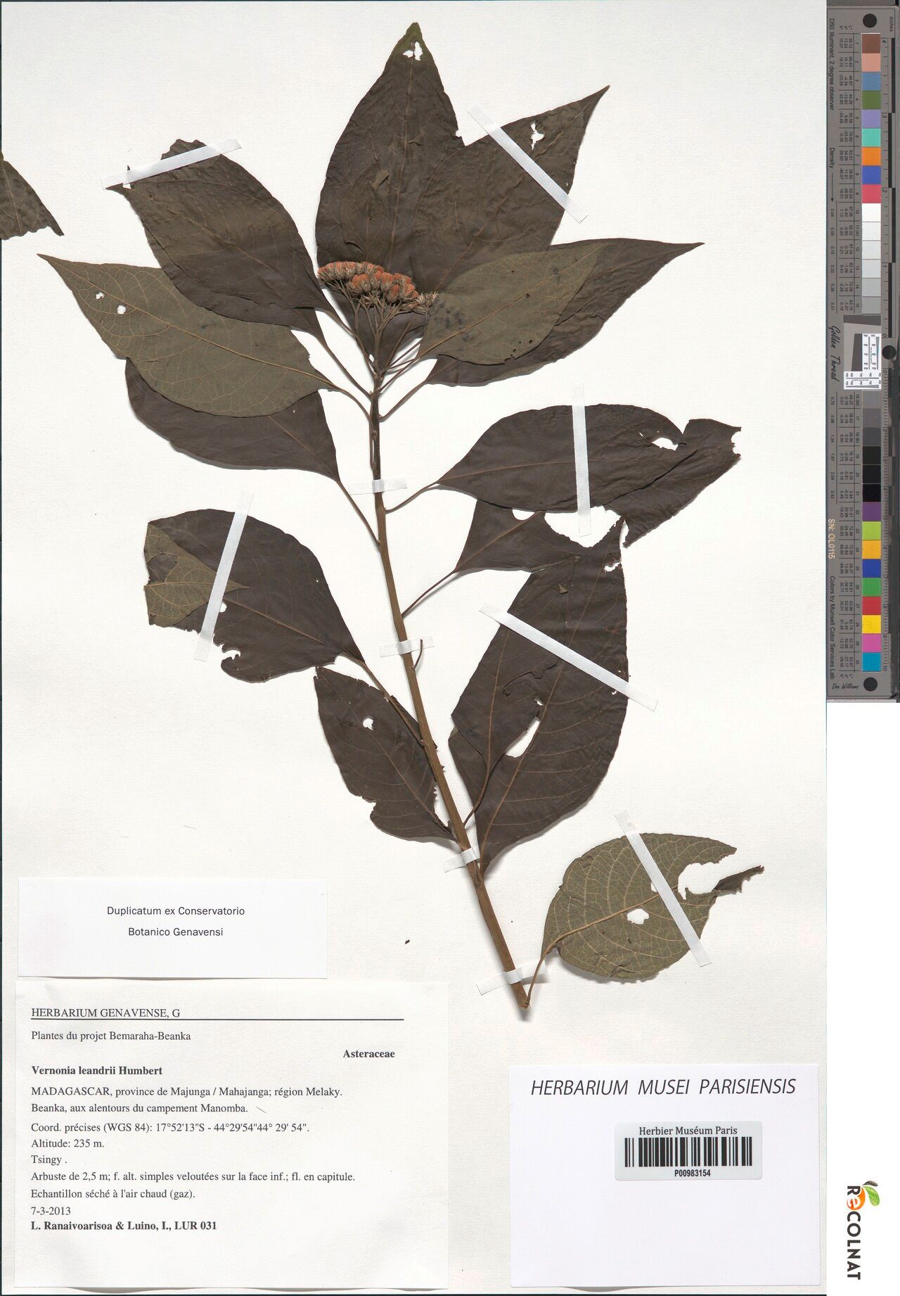 Vernonia leandrii — houseplant care guide