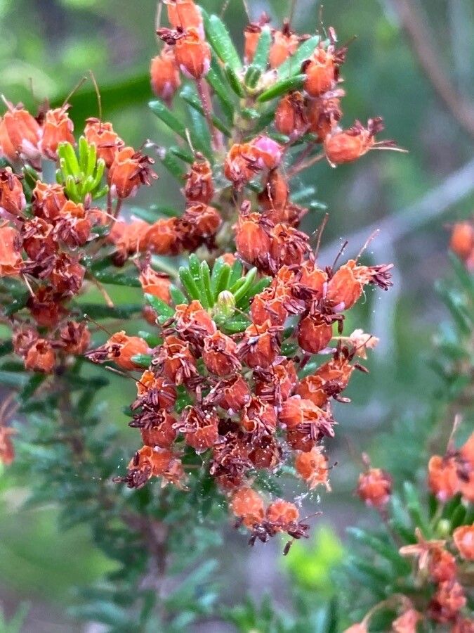 Erica multiflora fruit