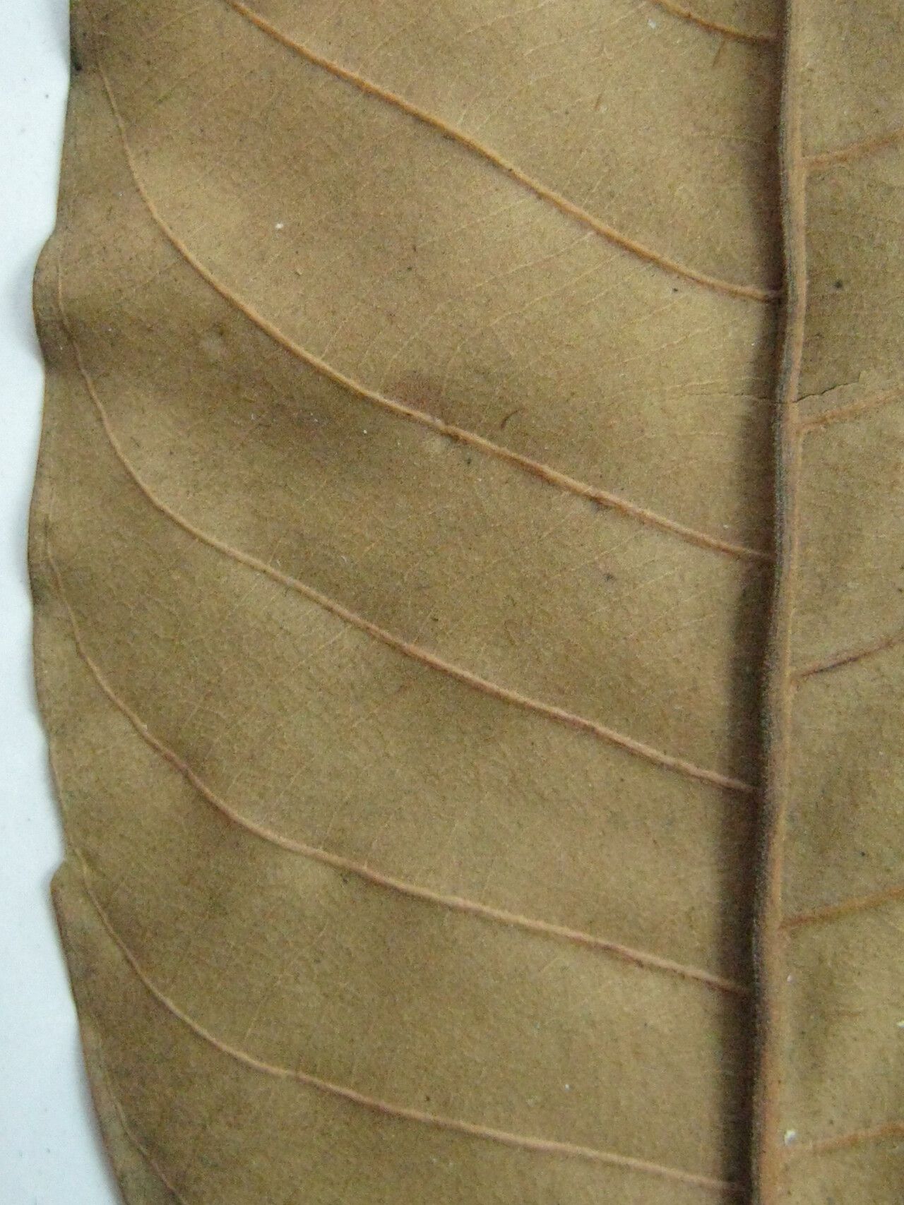 Caraipa punctulata other