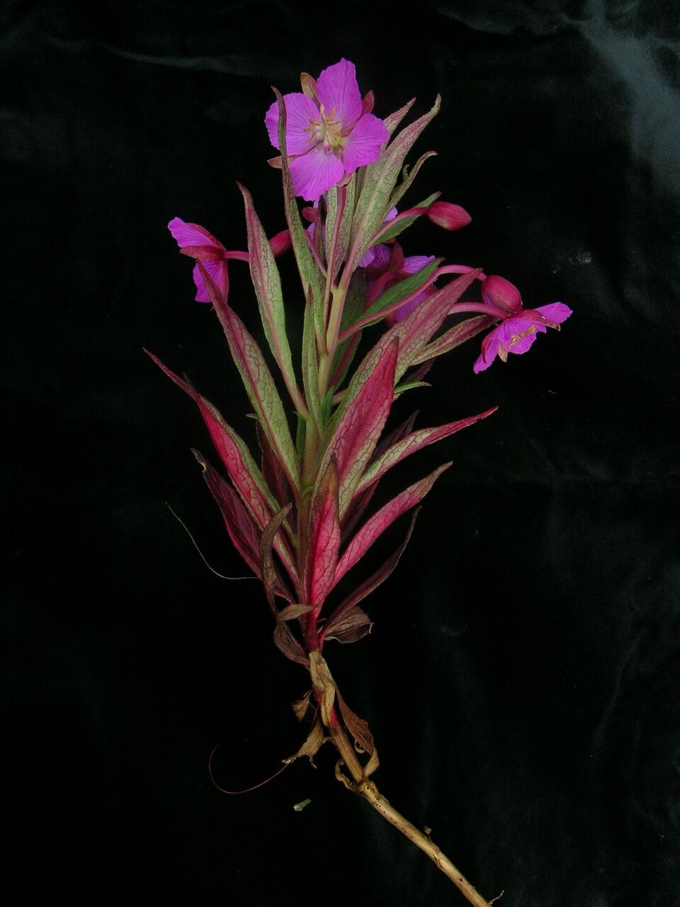 Epilobium conspersum other