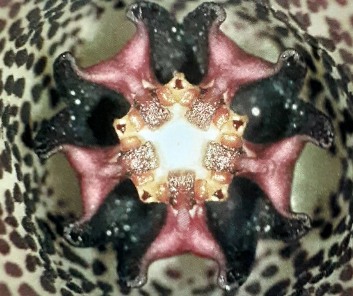 Monolluma hexagona other