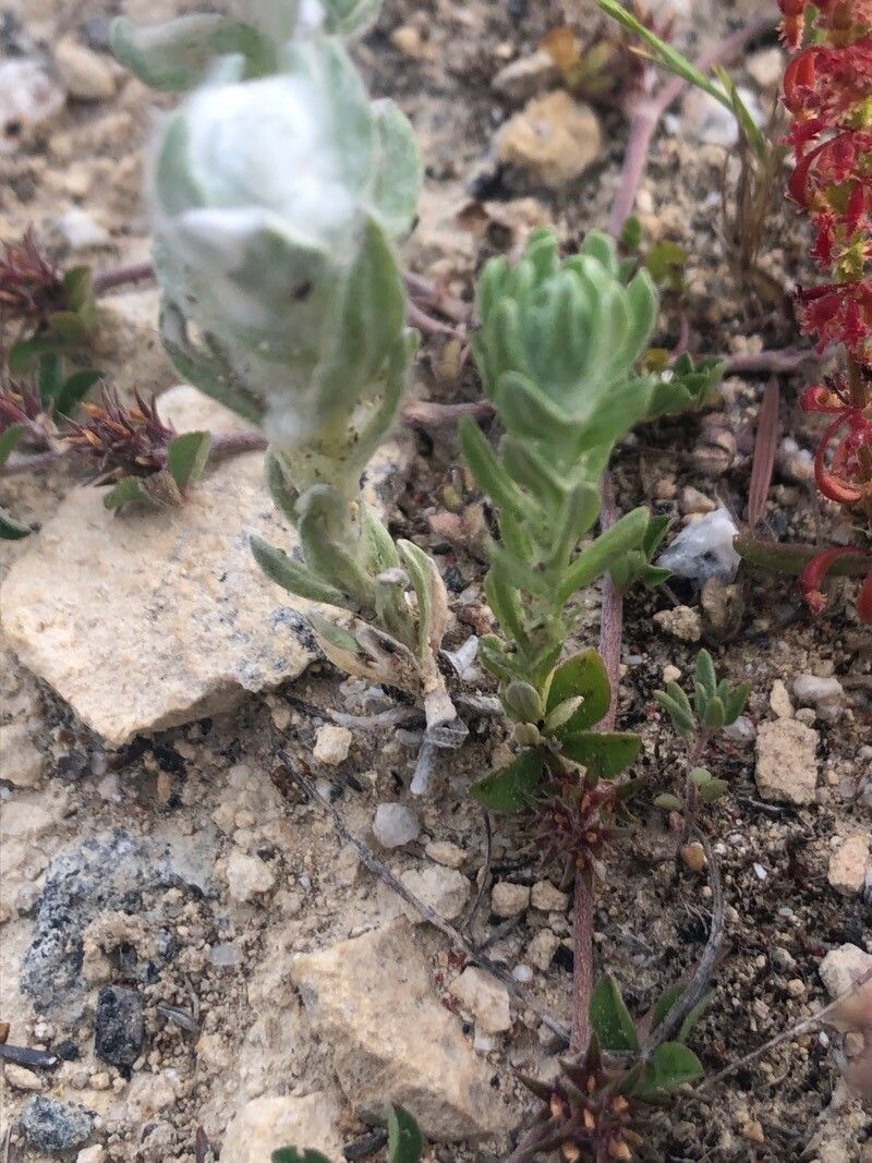 Bombycilaena erecta — houseplant care guide