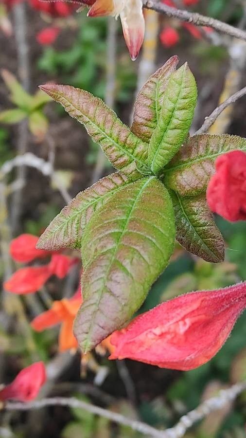 Rhododendron luteum leaf