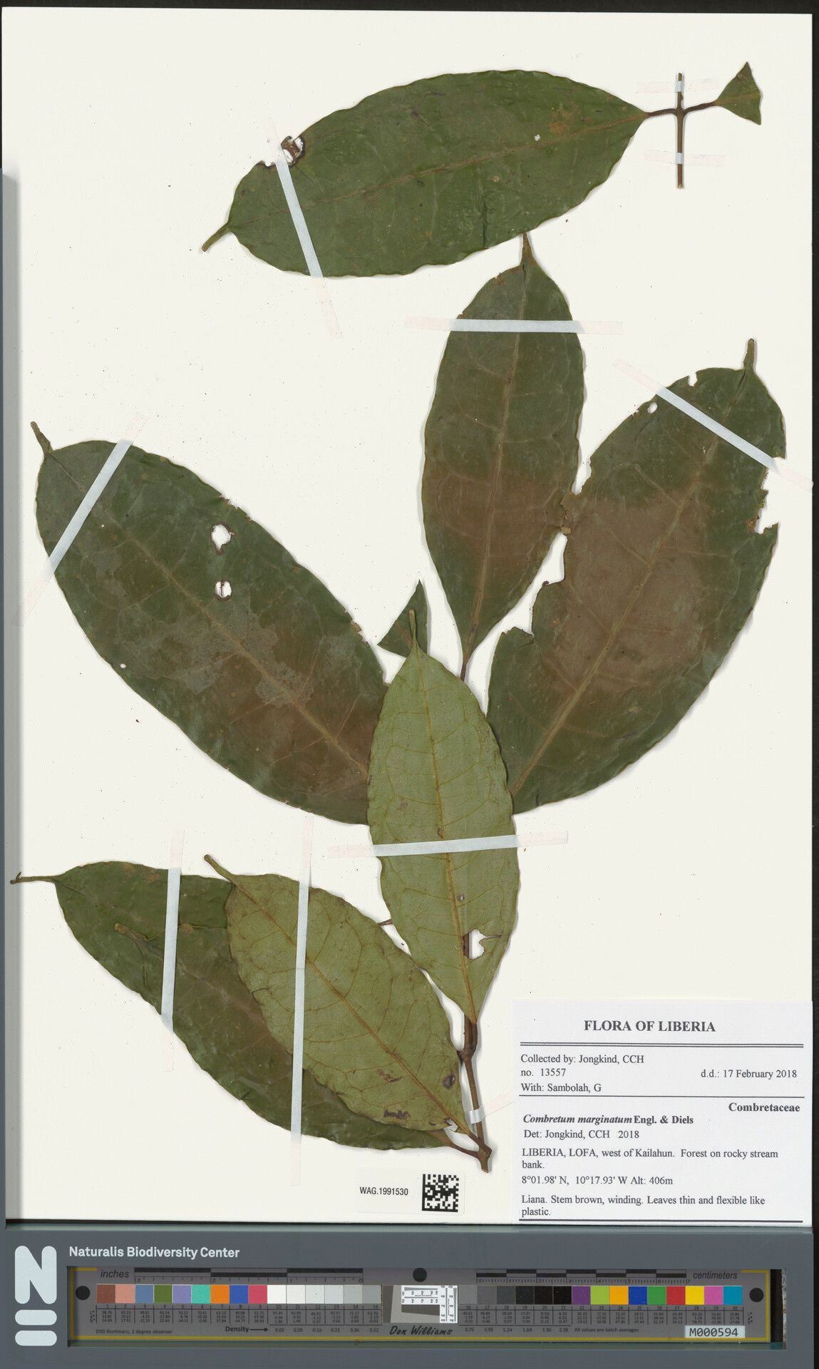 Combretum marginatum — houseplant care guide