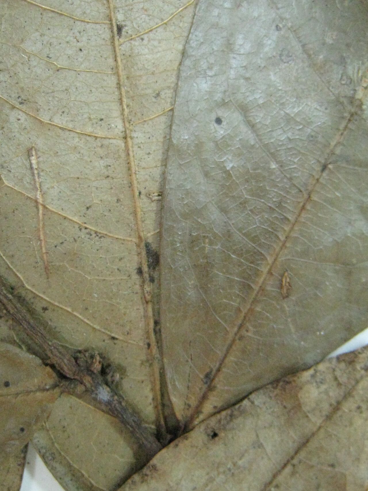 Duguetia inconspicua other