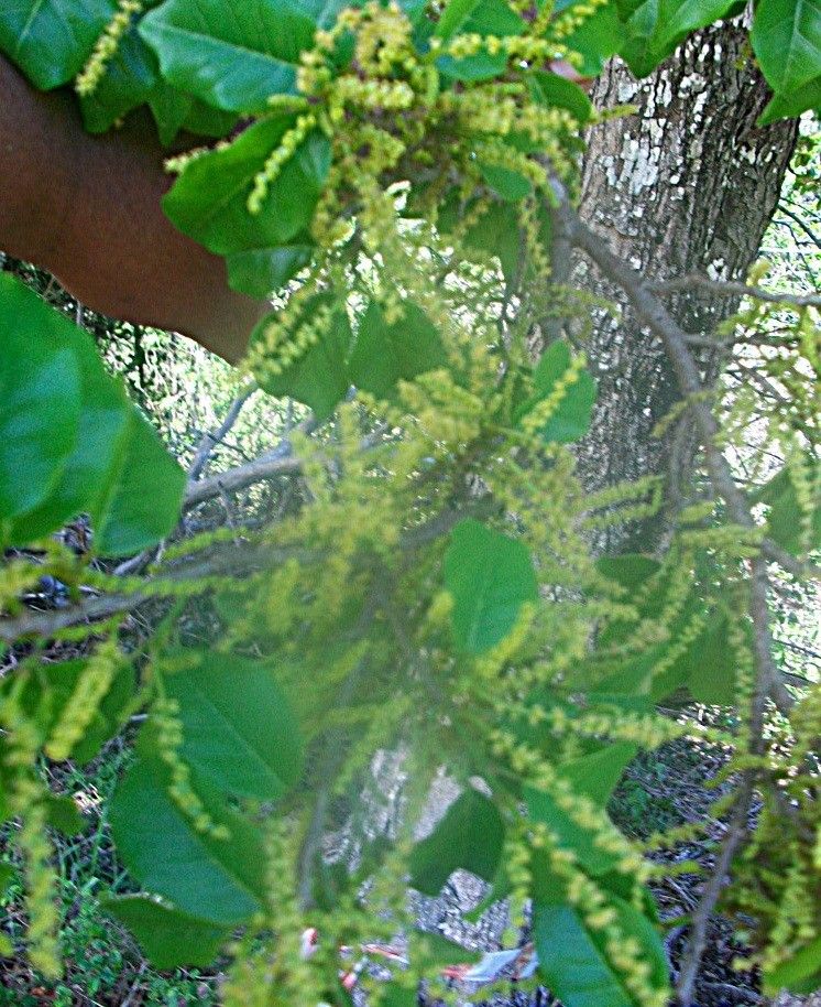 Antidesma messianianum habit