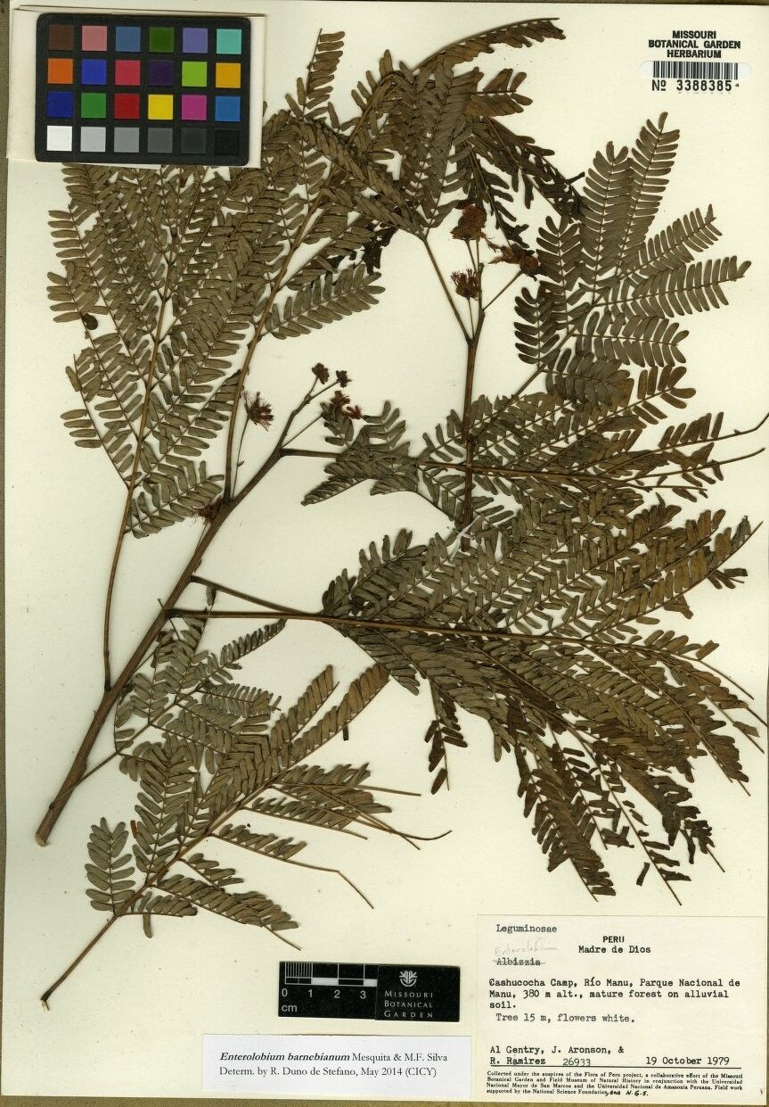 Enterolobium barnebianum — related species from the same genus