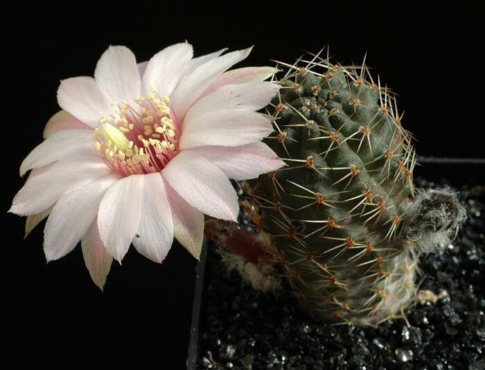 Aylostera steinmannii flower