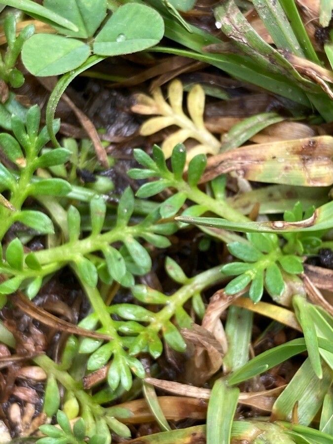 Soliva mexicana — related species from the same genus