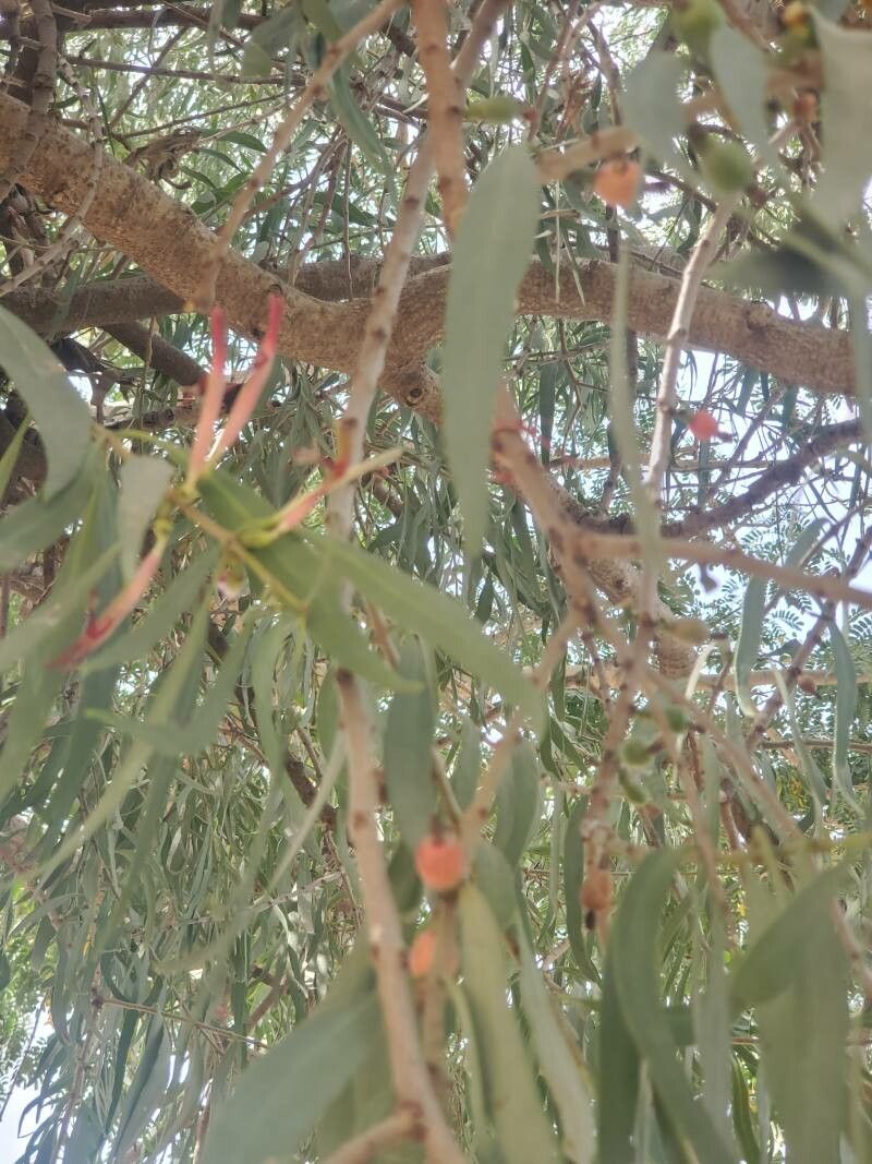 Tapinanthus cordifolius fruit