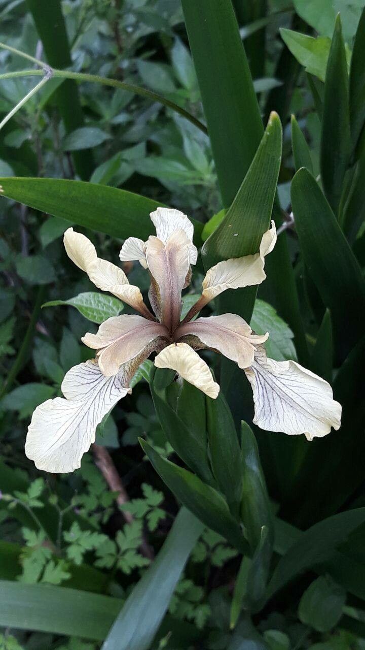 Iris fernaldii — houseplant care guide