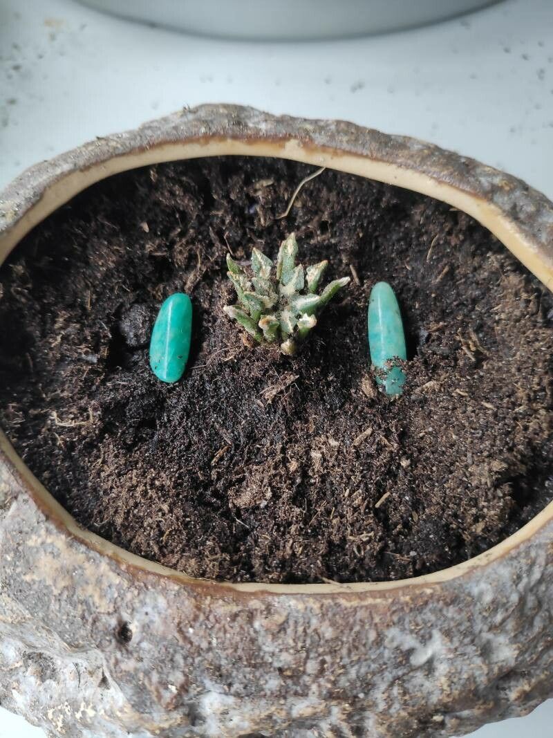 Ariocarpus kotschoubeyanus leaf