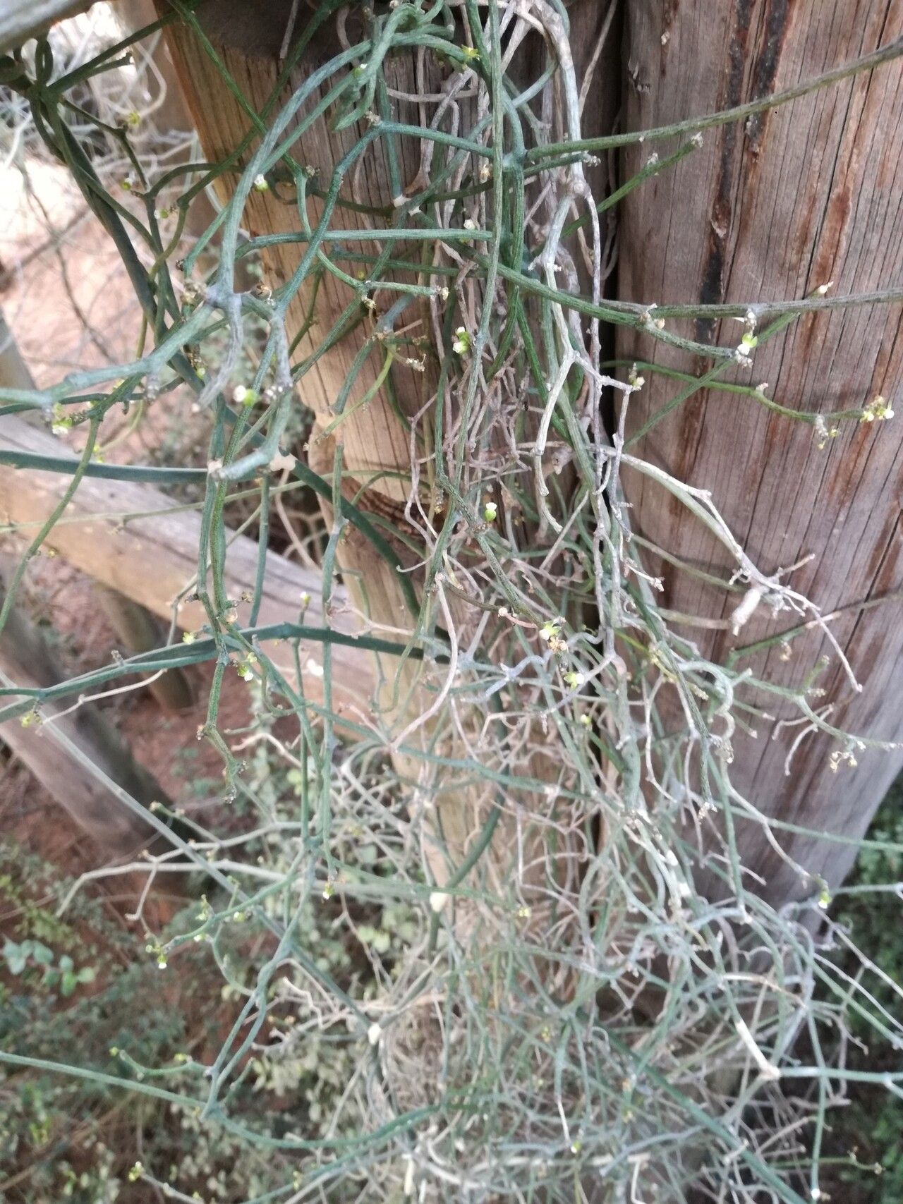 Cynanchum gerrardi — houseplant care guide