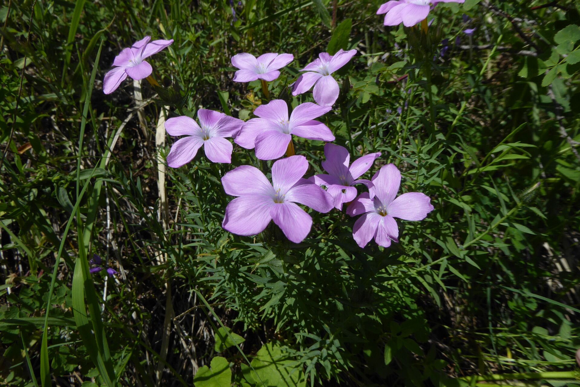 Linum olgae — search result for 'Linum'