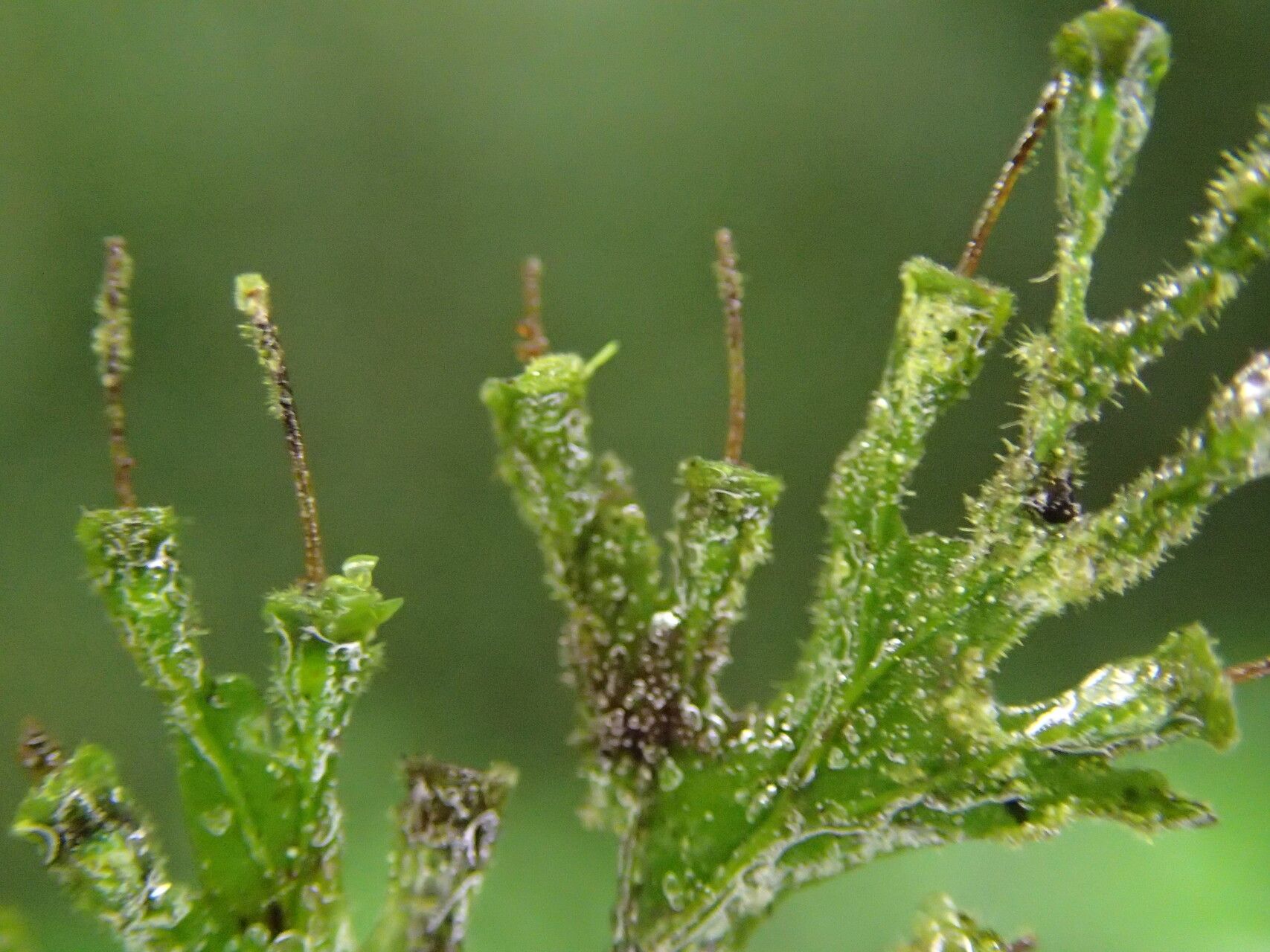 Trichomanes africanum leaf