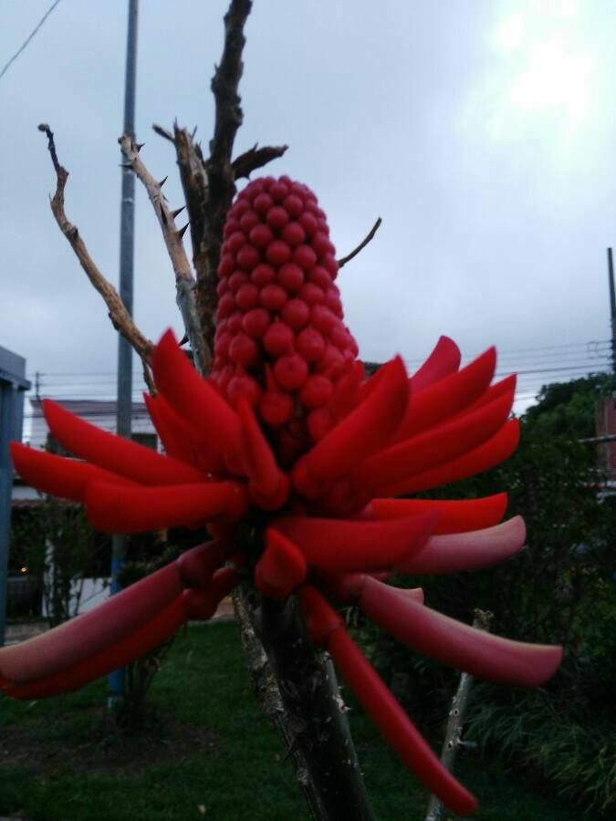 Erythrina berteroana fruit