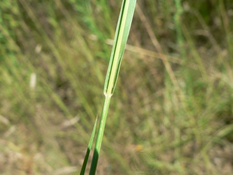 Setaria parviflora bark