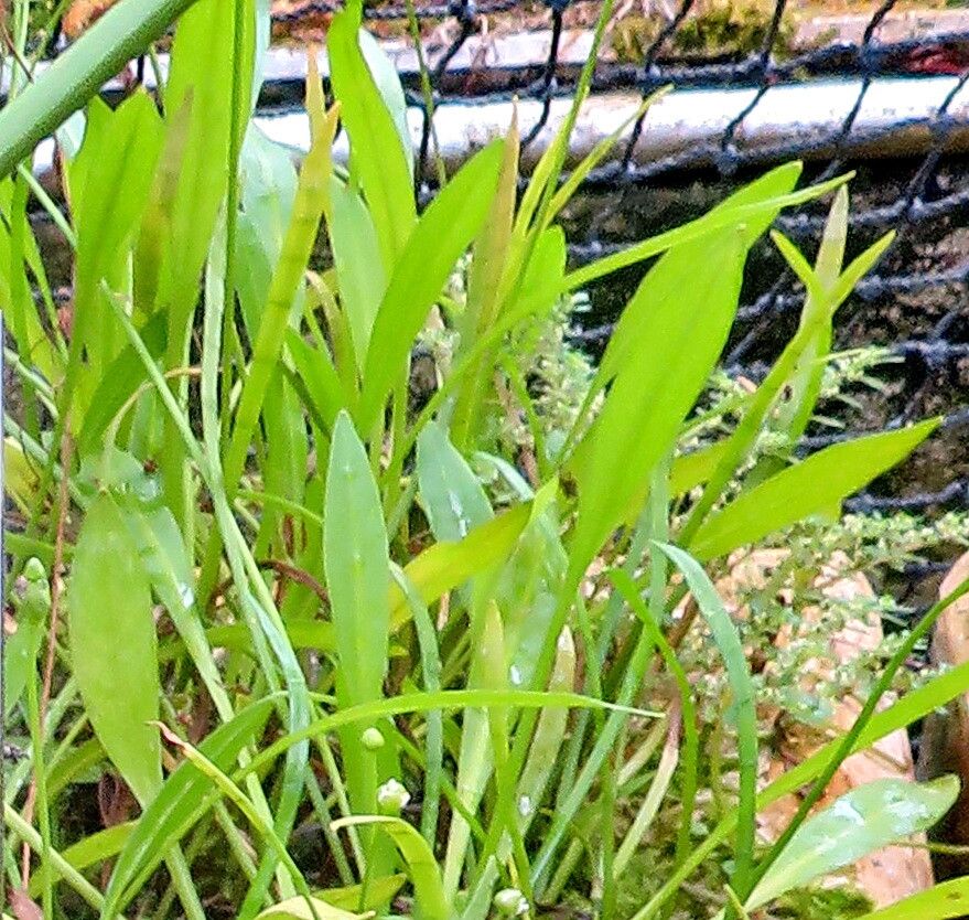 Echinodorus bolivianus — related species from the same genus