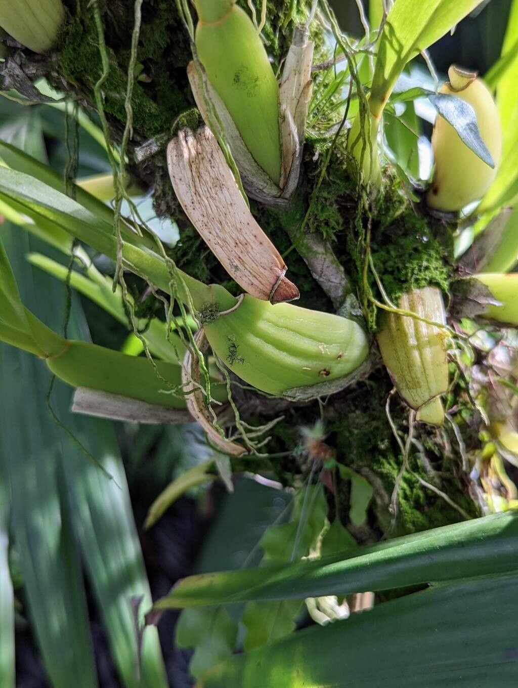 Miltonia moreliana bark