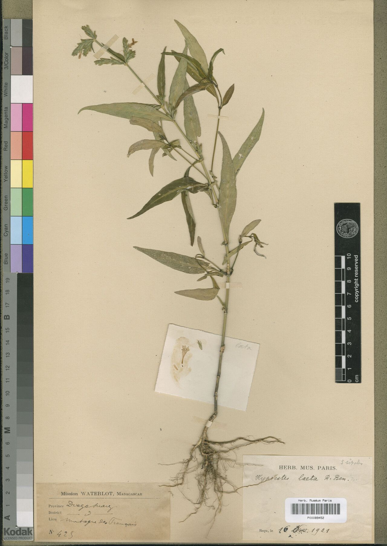 Hypoestes laeta — houseplant care guide