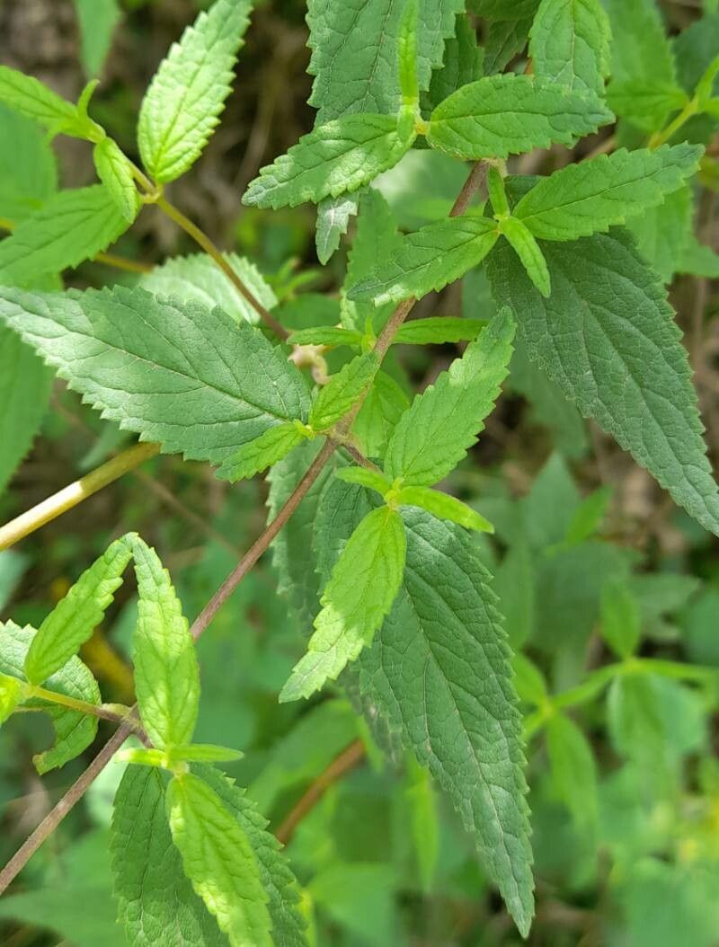 Calceolaria polyclada — houseplant care guide