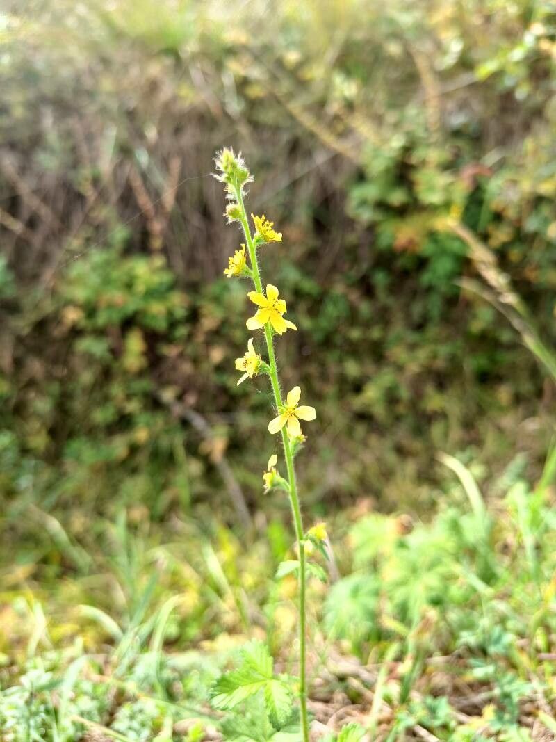 Agrimonia pubescens flower