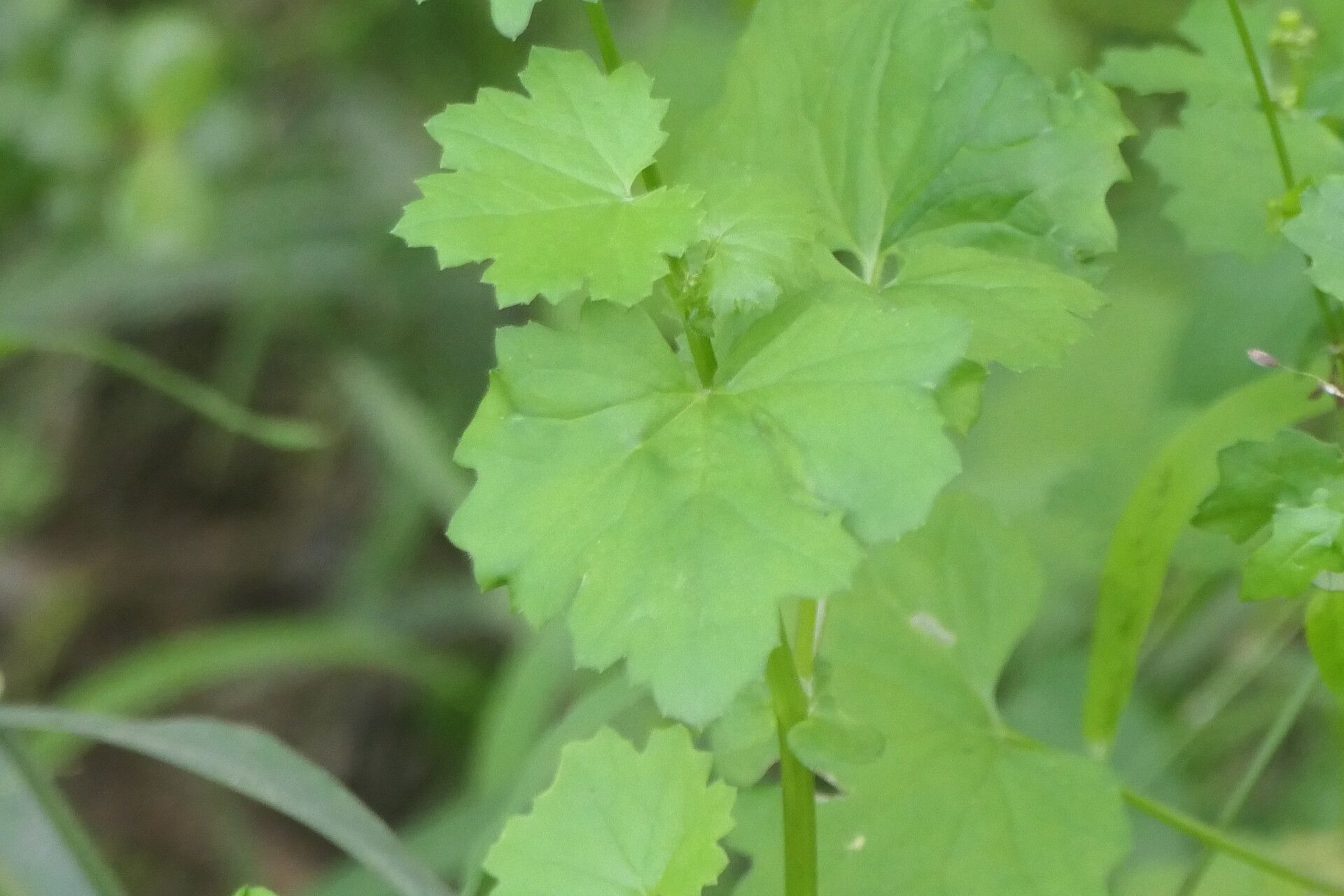 Cineraria lobata leaf
