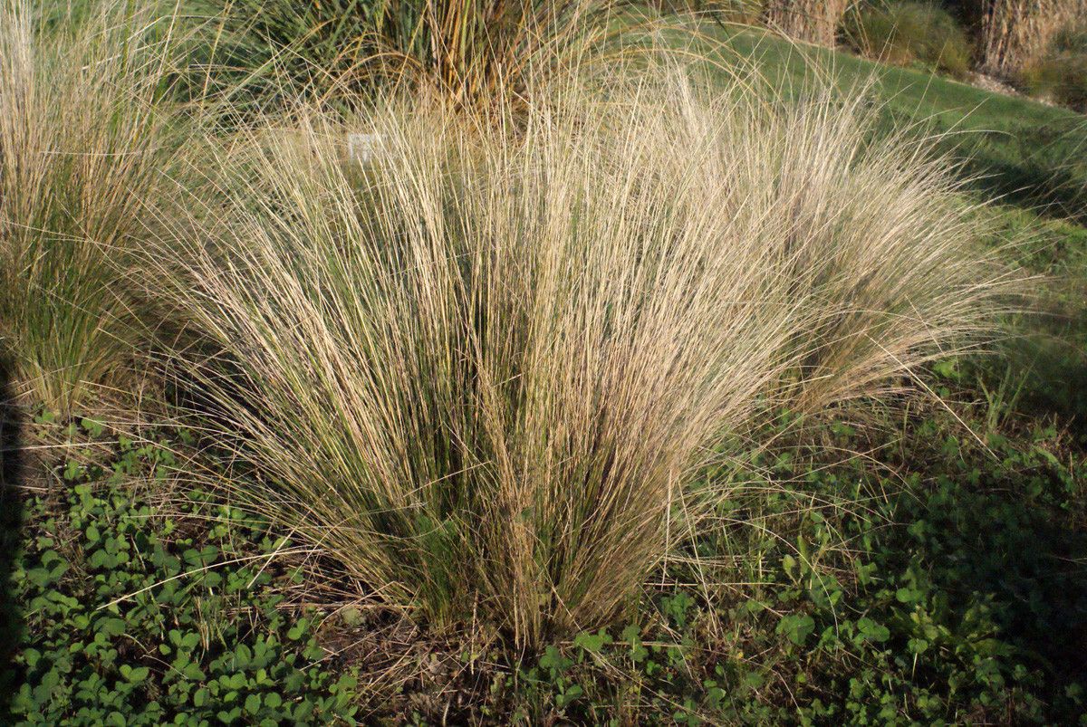 Nassella cernua habit